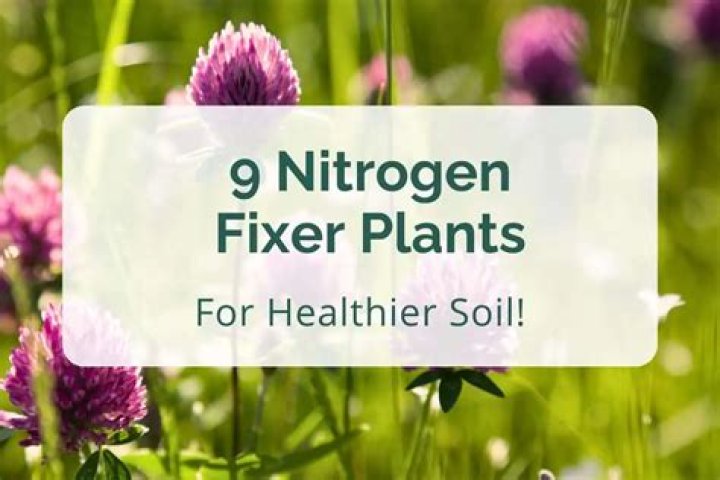 Does red clover add nitrogen