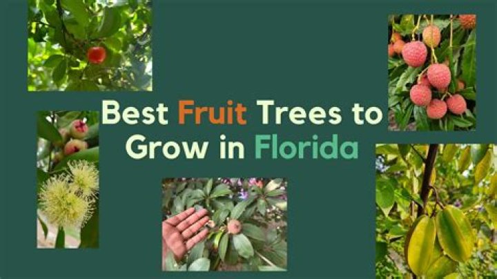 Does red oak grow in Florida
