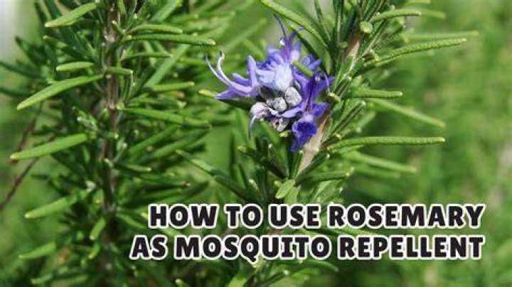 Does Rosemary really repel fleas