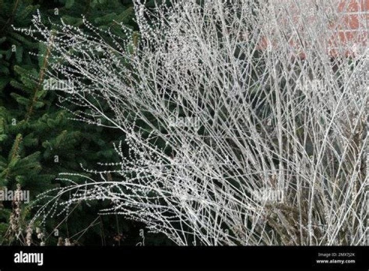 Does sage die off in winter
