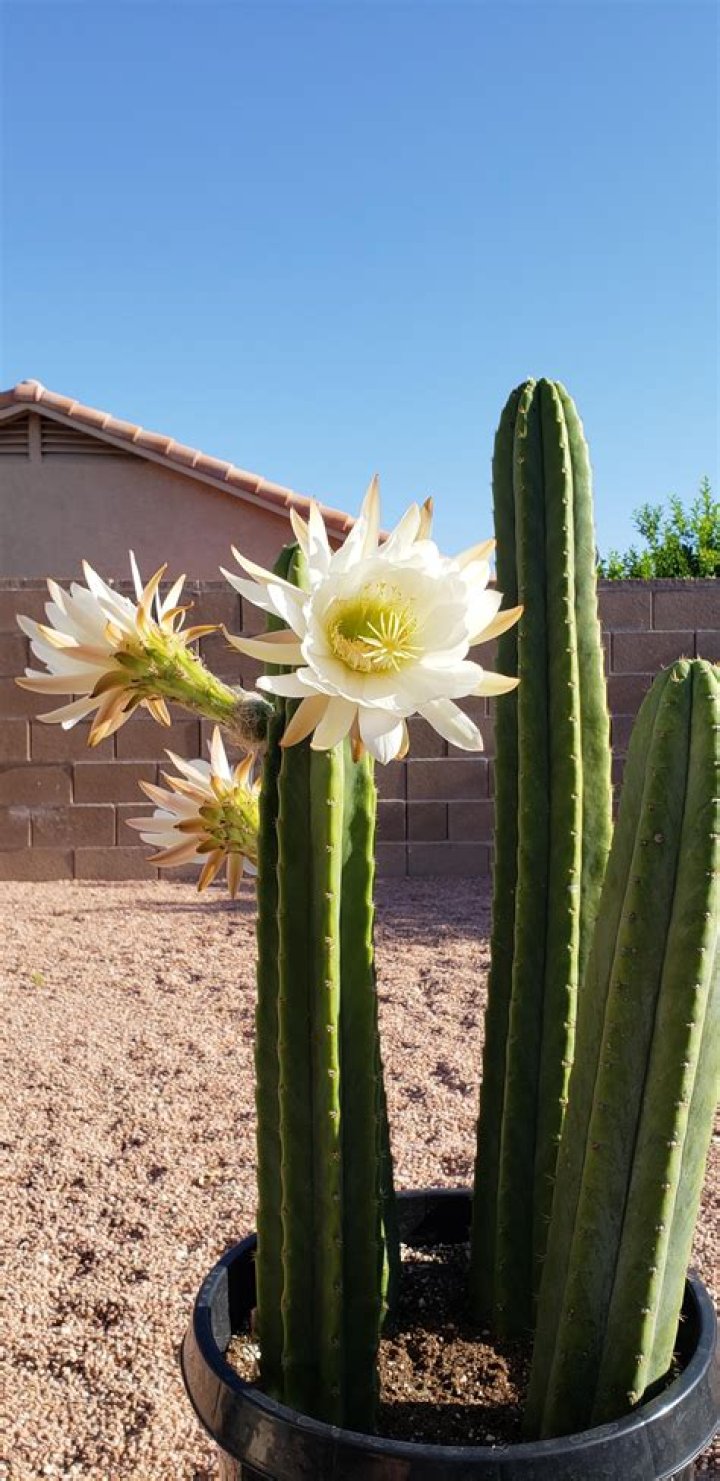 Does San Pedro cactus flower