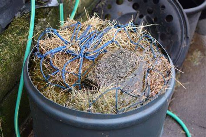 Does soaking hay really work