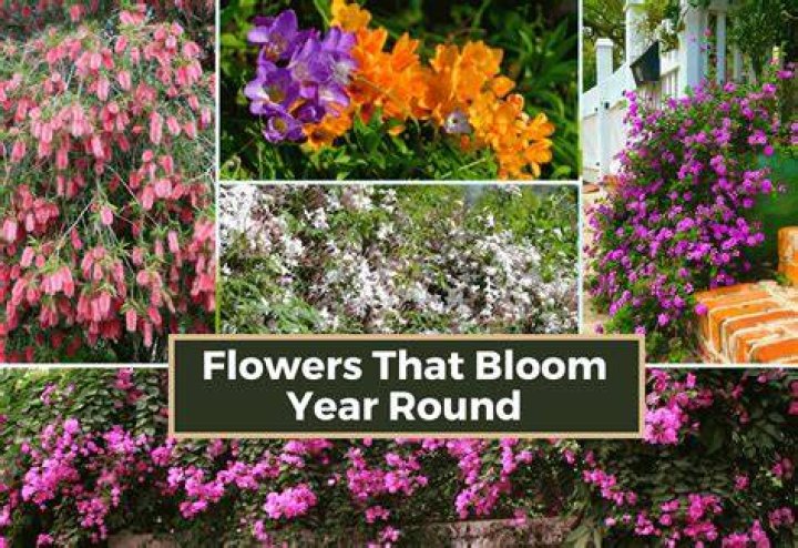 Does spirea bloom every year