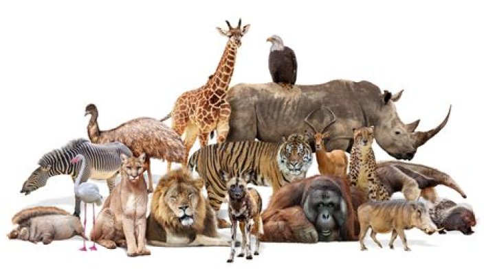 Does the circus have animals