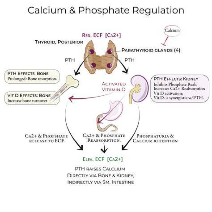 Does TSH increase calcitonin