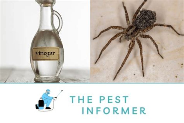 Does vinegar work on spiders