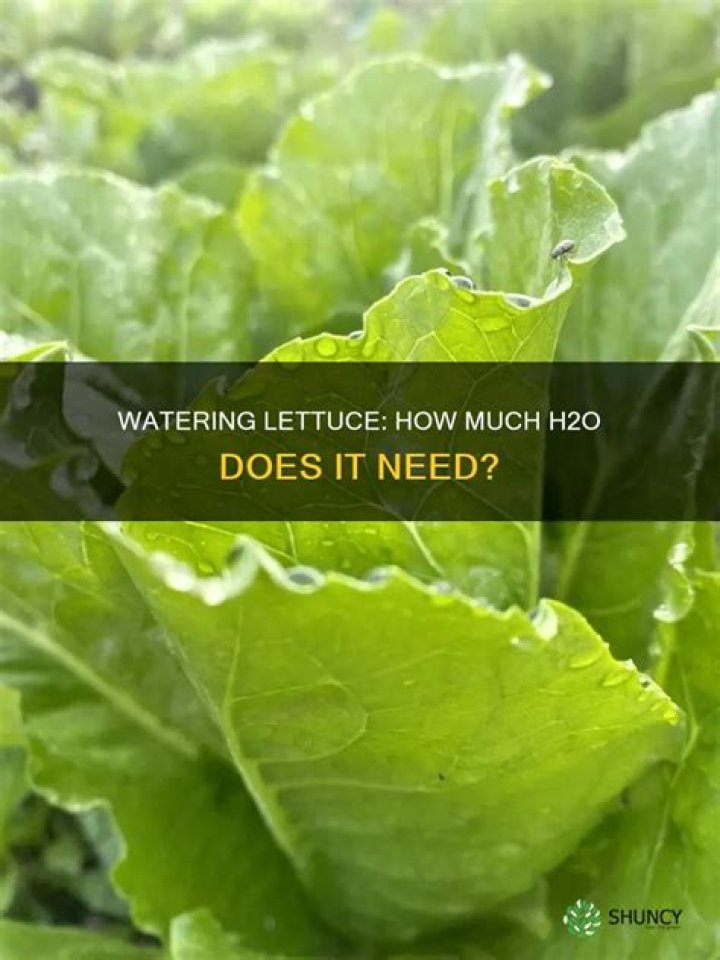 Does water lettuce need soil