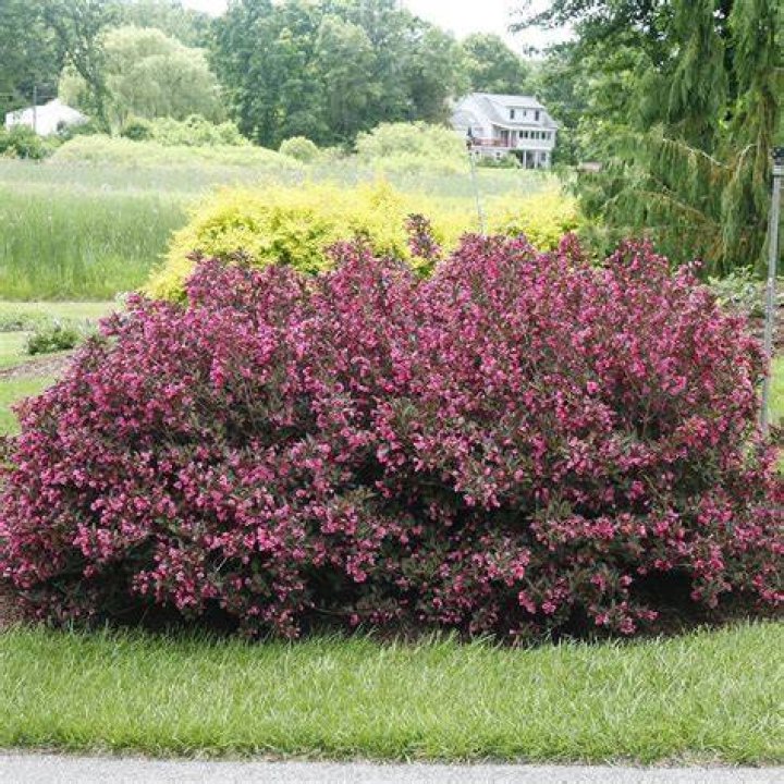 Does weigela have deep roots