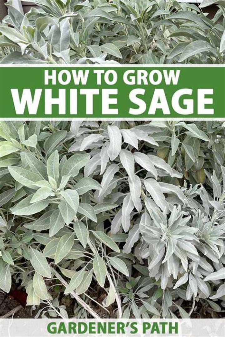 Does white sage grow flowers