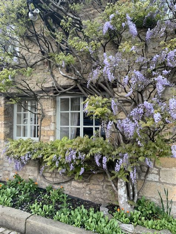 Does wisteria bloom in shade