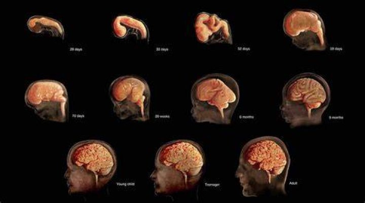 Does your head grow with age