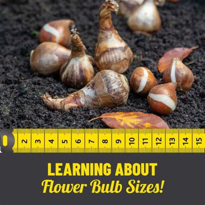 How are flower bulbs created