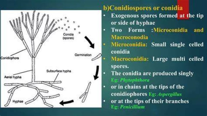 How are macroconidia formed