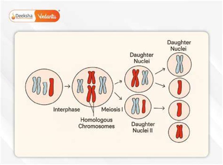 How are parent cells created