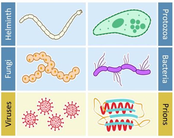 How are pathogens classified