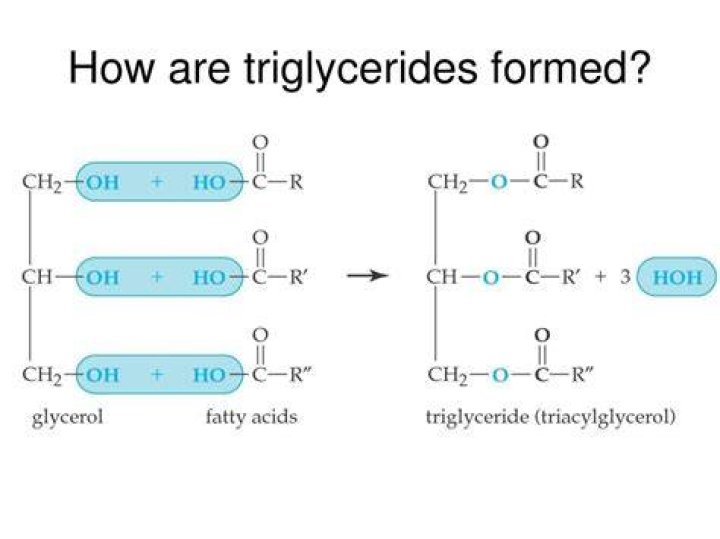 How are triglycerides formed