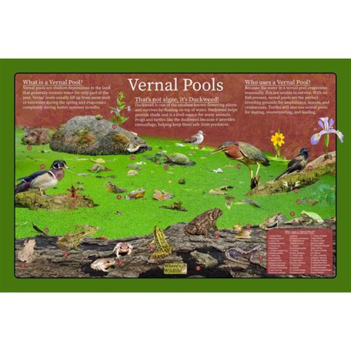 How are vernal pools created