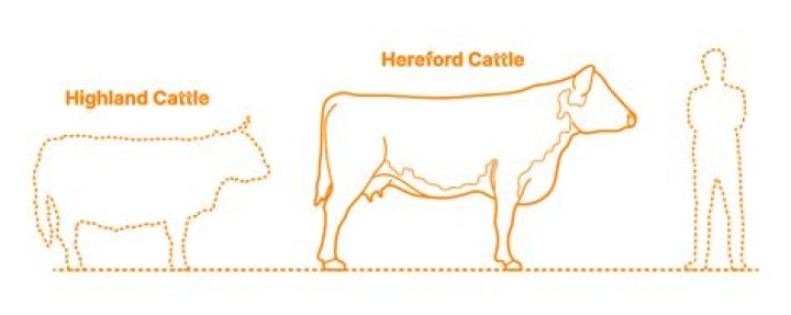 How big are Simmental cattle