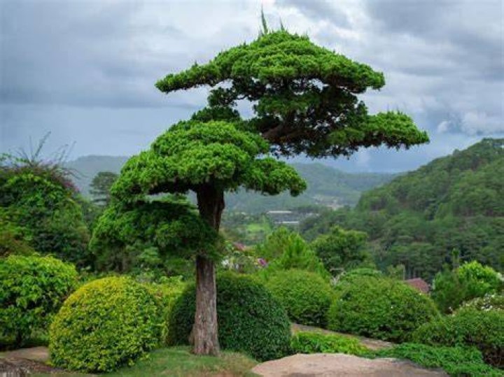 How big can a bonsai tree be