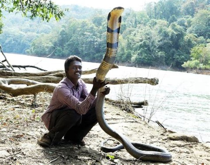 How big can a king cobra get