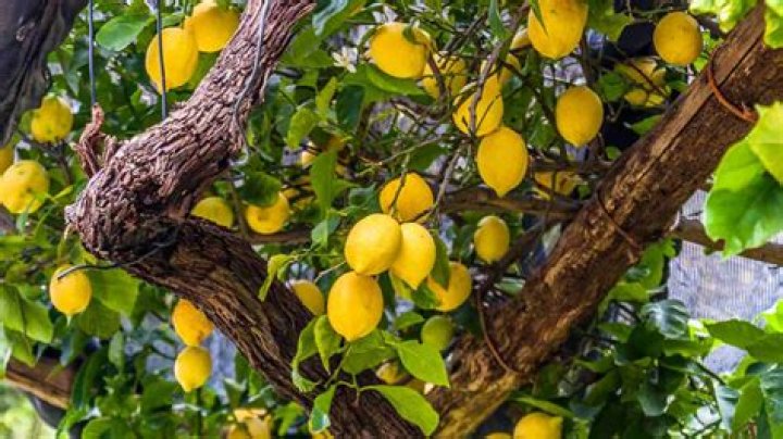 How big do Eureka lemons get