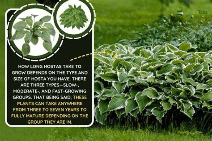 How big do hosta plants grow