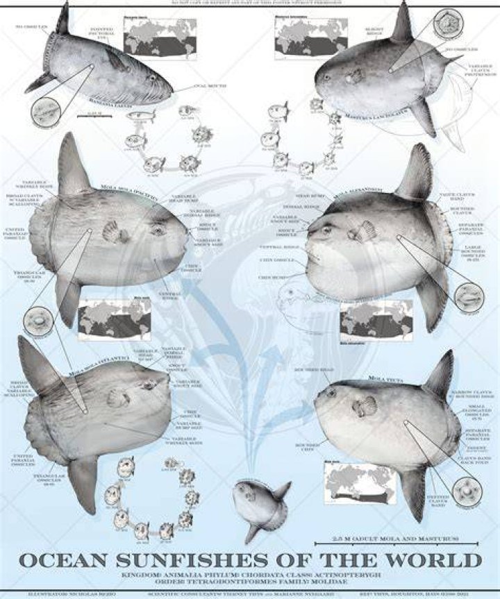 How big do ocean sunfish get