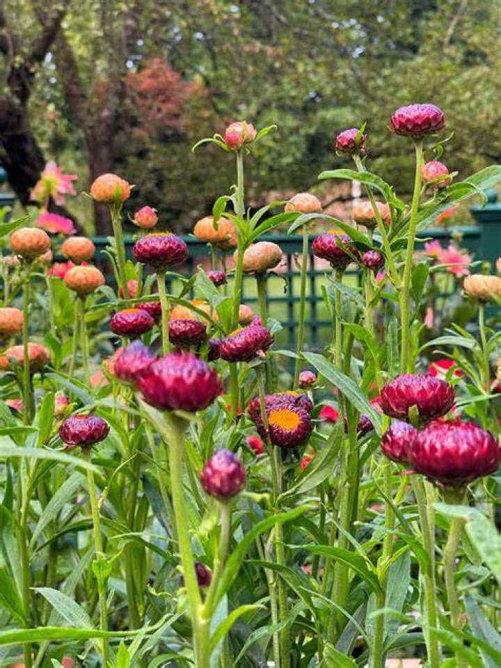 How big do straw flowers get
