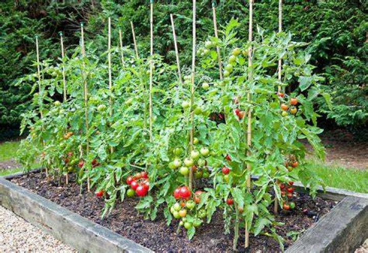 How big do tomato plants get