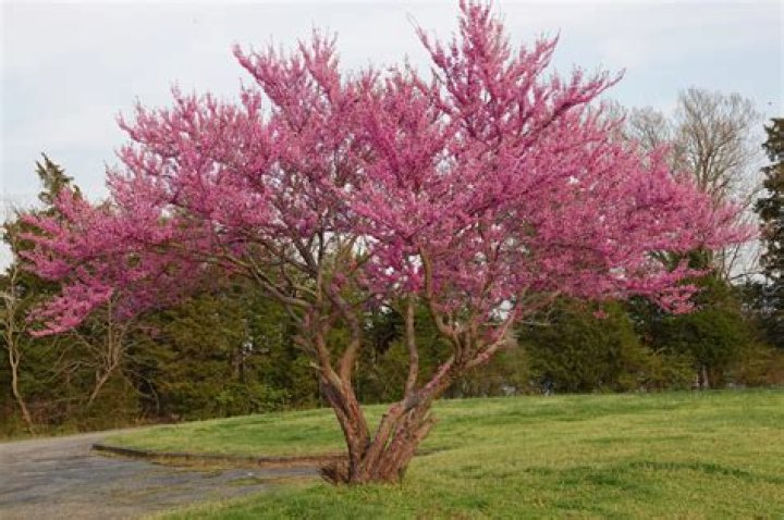 How big does a eastern redbud get