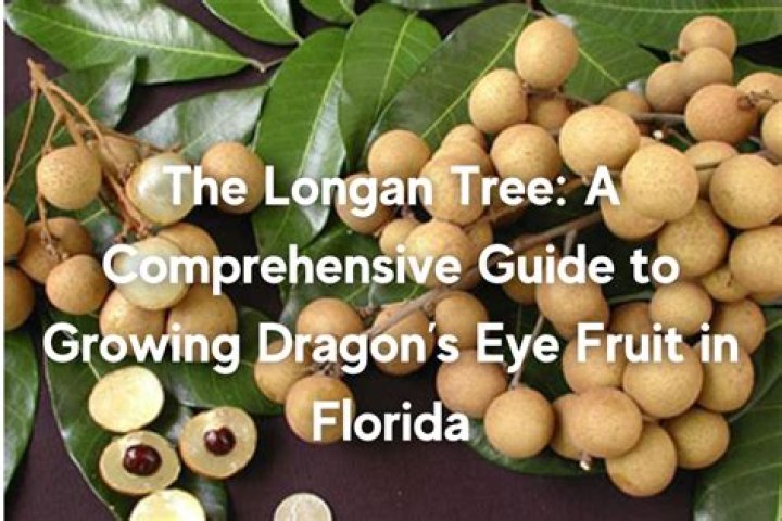 How big does longan tree get