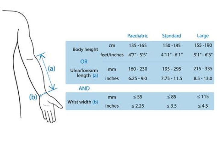 How big is a average forearm