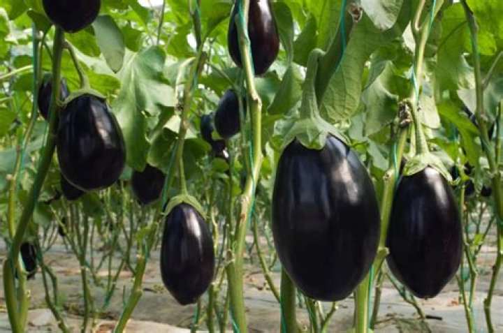 How big is a large eggplant