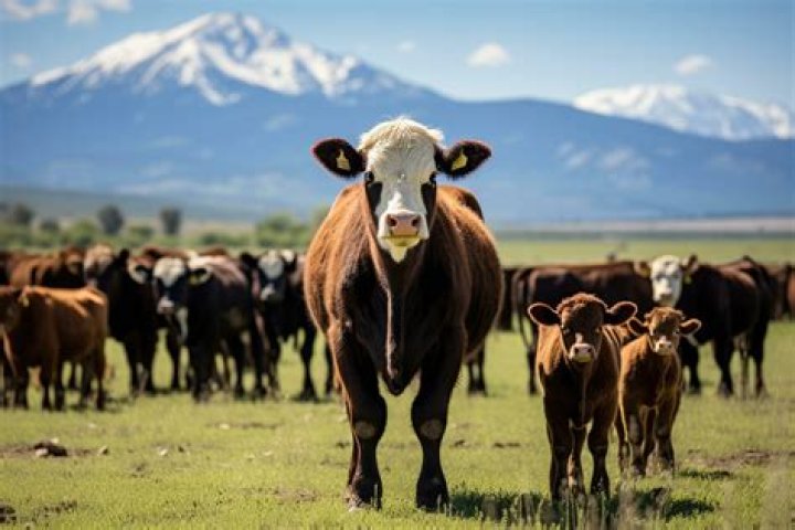 How big should a cow herd be