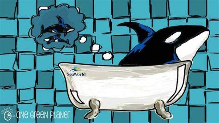 How can I help stop SeaWorld
