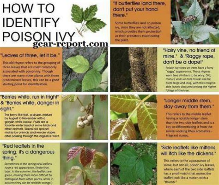 How can you avoid poison ivy
