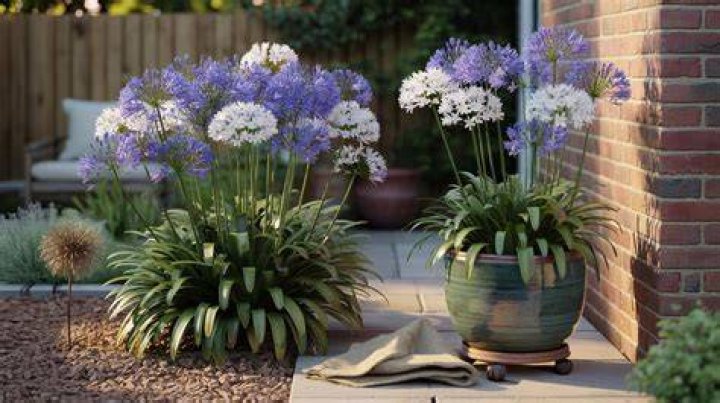 How cold can agapanthus take