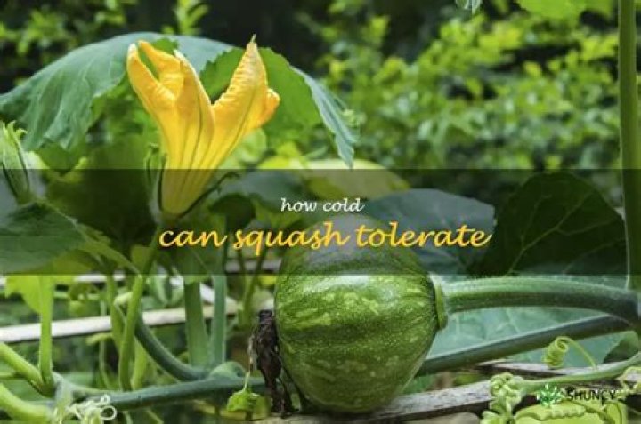 How cold can squash tolerate