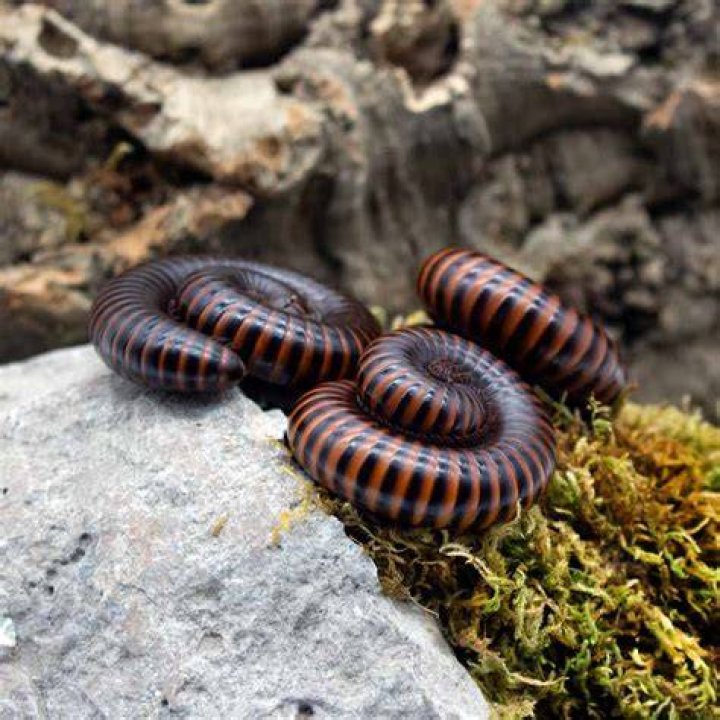 How dangerous are millipedes