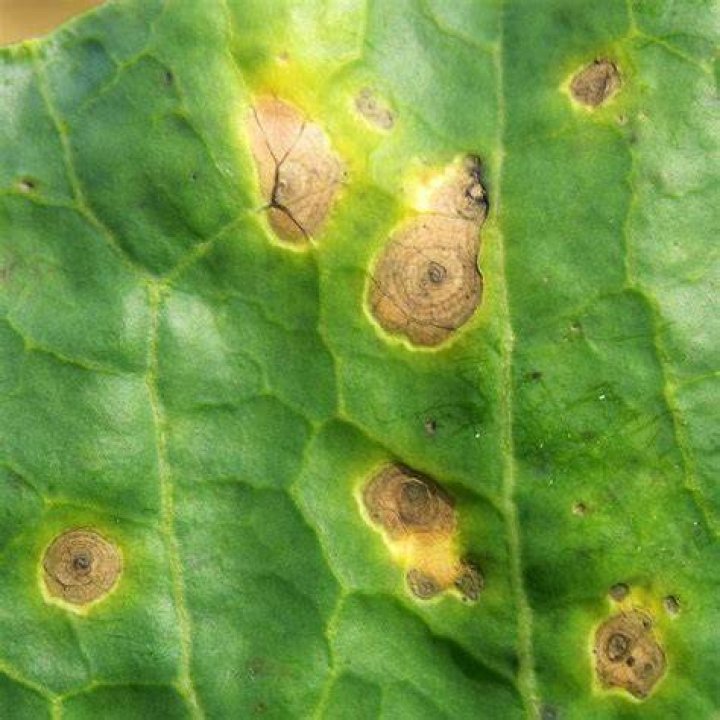 How dangerous is Alternaria