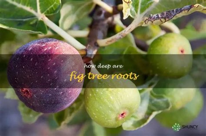 How deep are fig tree roots