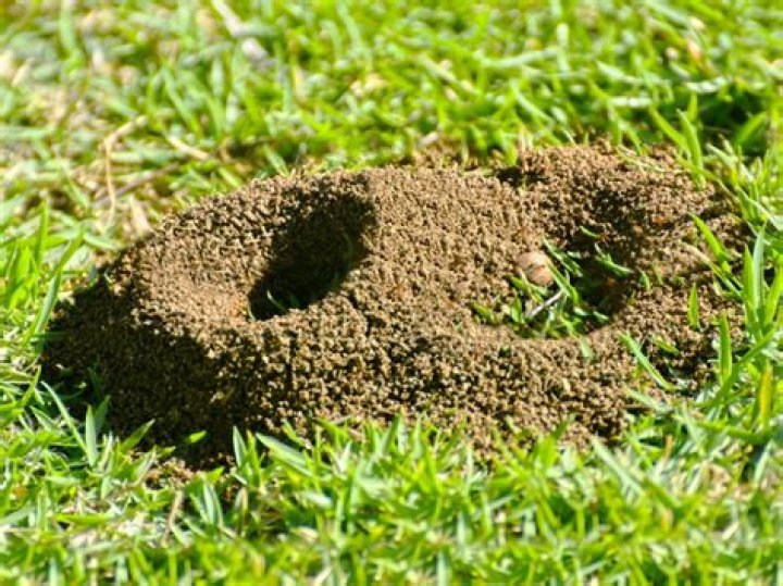 How deep are fire ant mounds