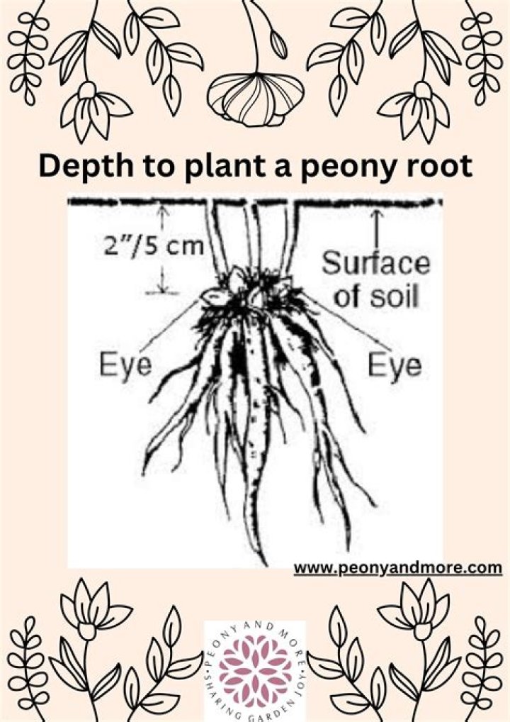 How deep do peony roots grow