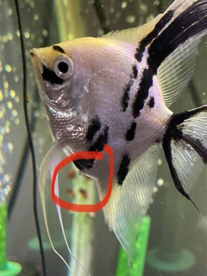 How do angelfish have babies
