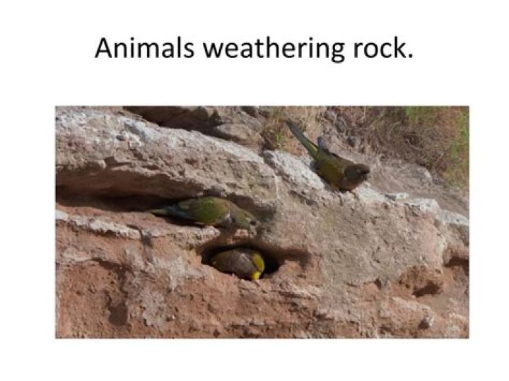 How do animals weather rocks
