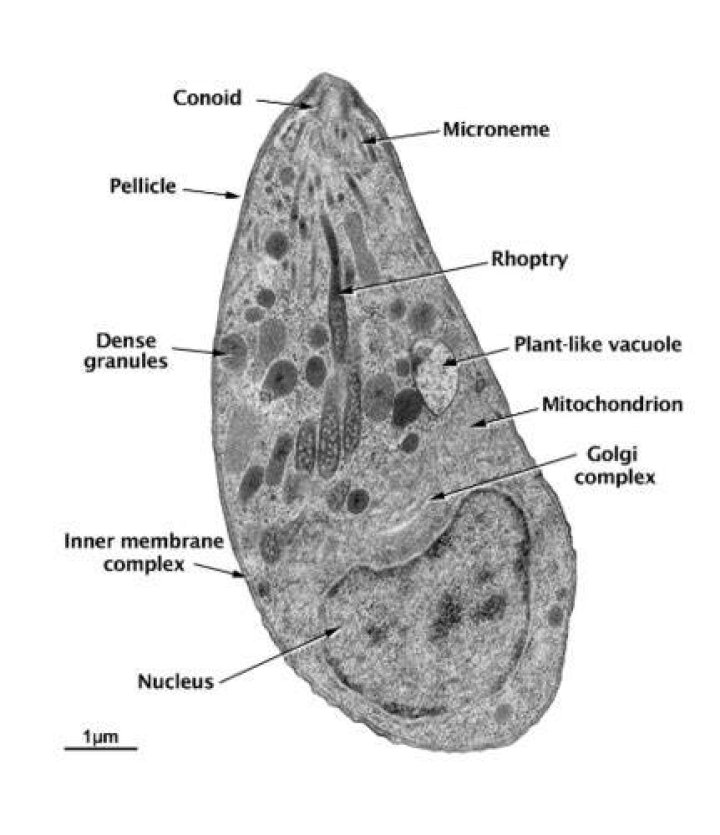 How do apicomplexa reproduce