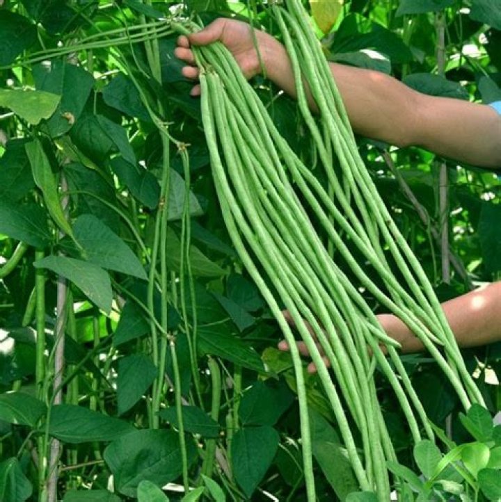 How do Asian long beans grow