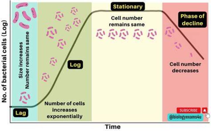 How do bacteria damage cells