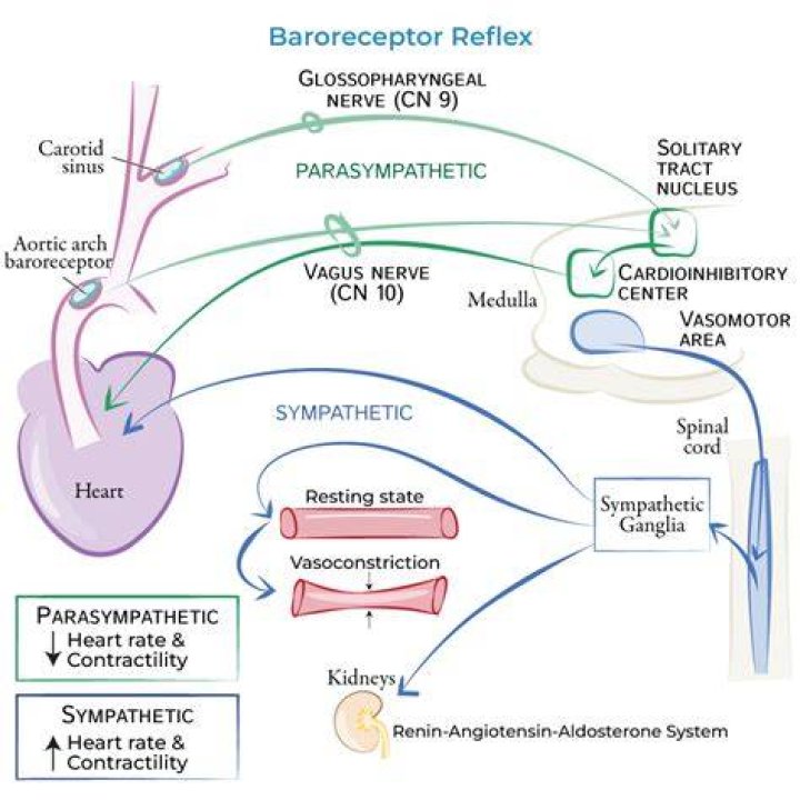 How do Baroreceptors respond