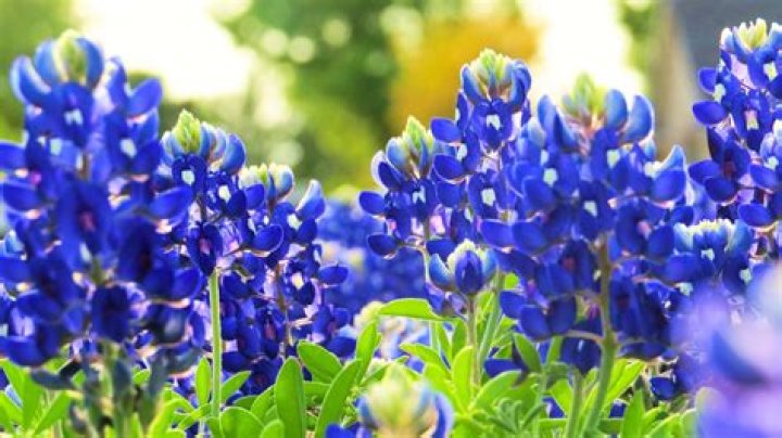 How do bluebonnets reproduce